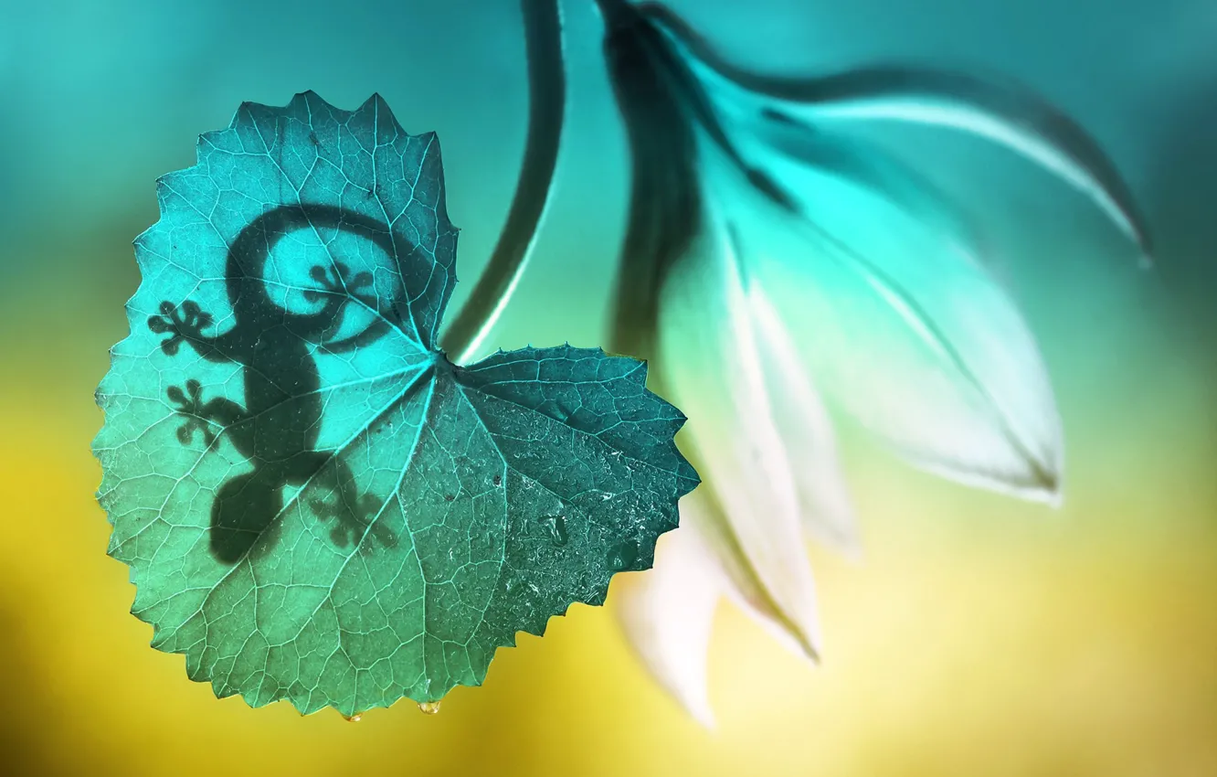 Фото обои цветок, макро, природа, лист, тень, геккон, ящерка
