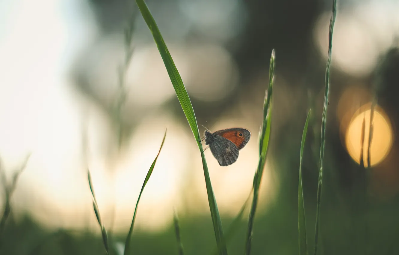 Фото обои трава, природа, блики, бабочка, боке