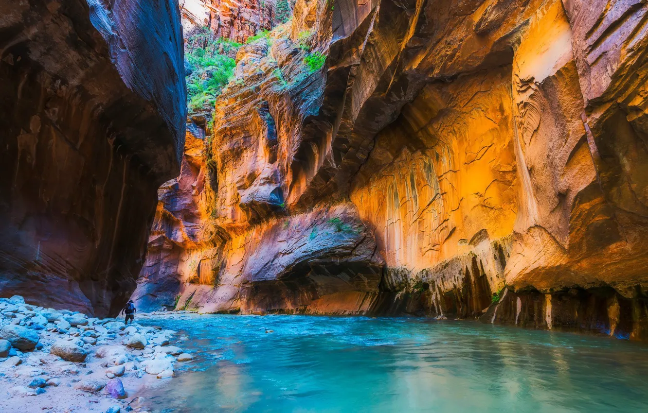 Фото обои USA, Zion National Park, river, nature, water, rocks, canyon, plants