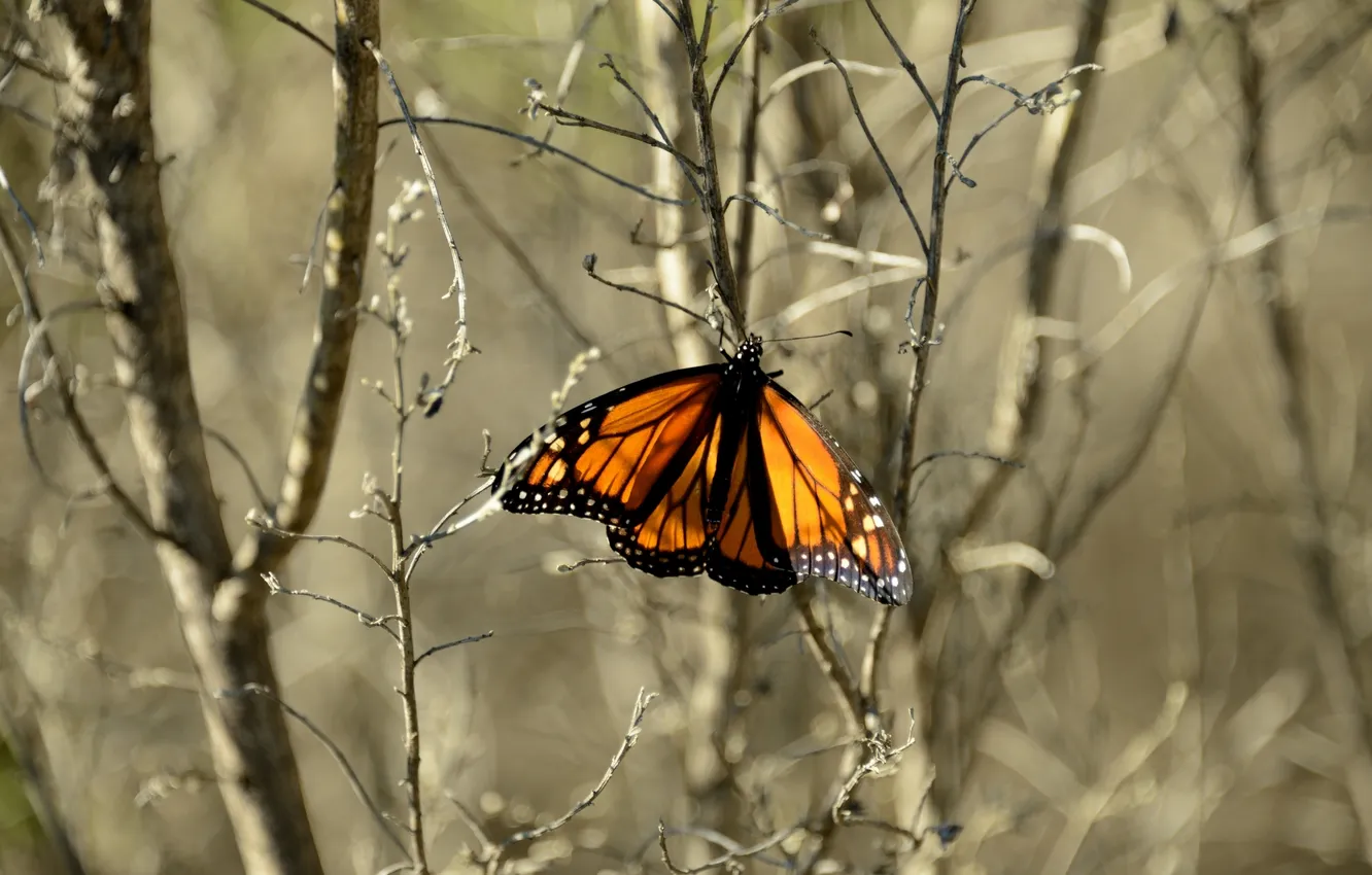 Фото обои макро, бабочка, насекомое, Monarch