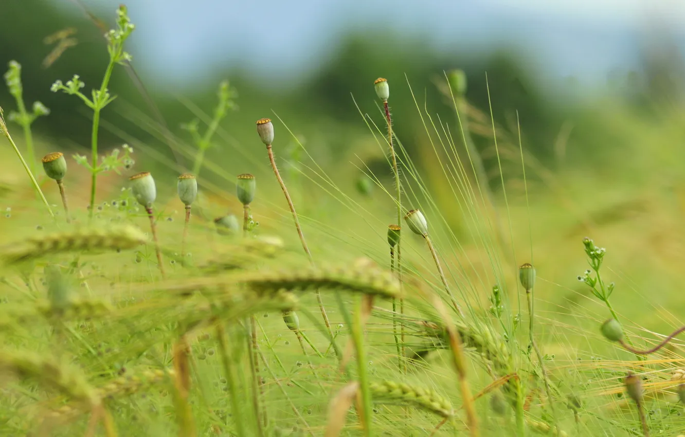 Фото обои трава, мак, колосья