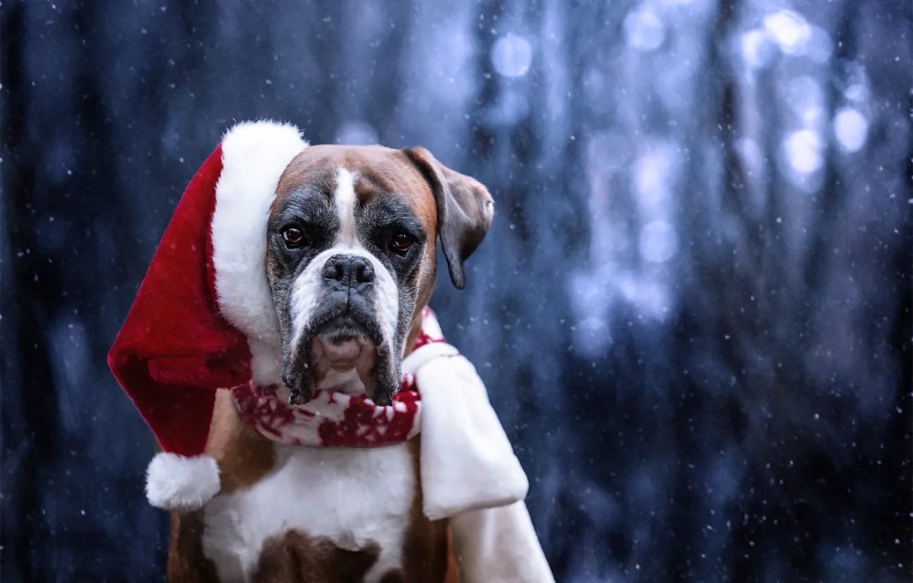 Фото обои взгляд, морда, снег, собака, Санта Клаус, колпак, Боксёр