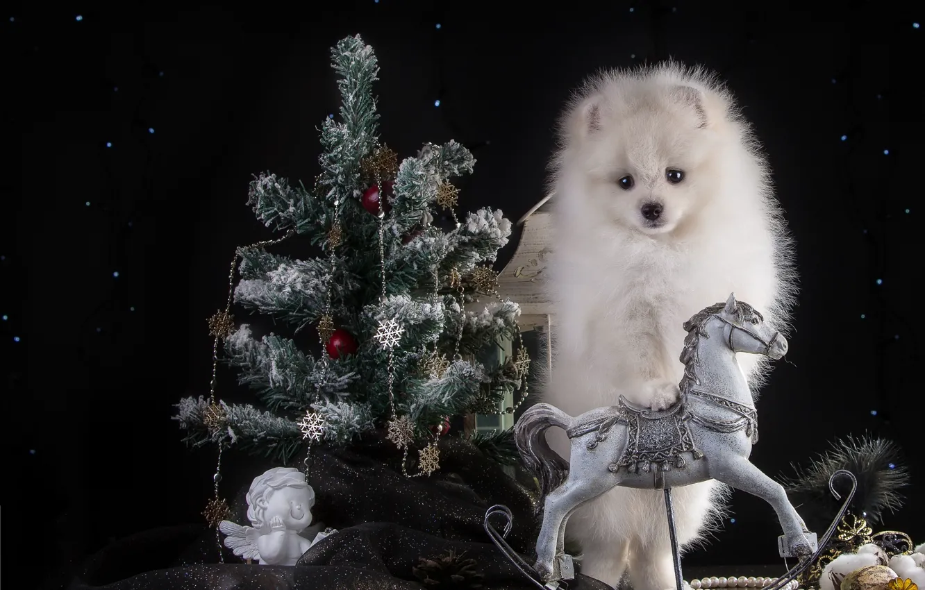 Фото обои белый, конь, праздник, новый год, ель, ангел, щенок, шпиц