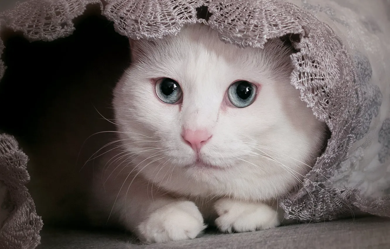 Фото обои кошка, белый, кот, взгляд, морда, портрет, кружево
