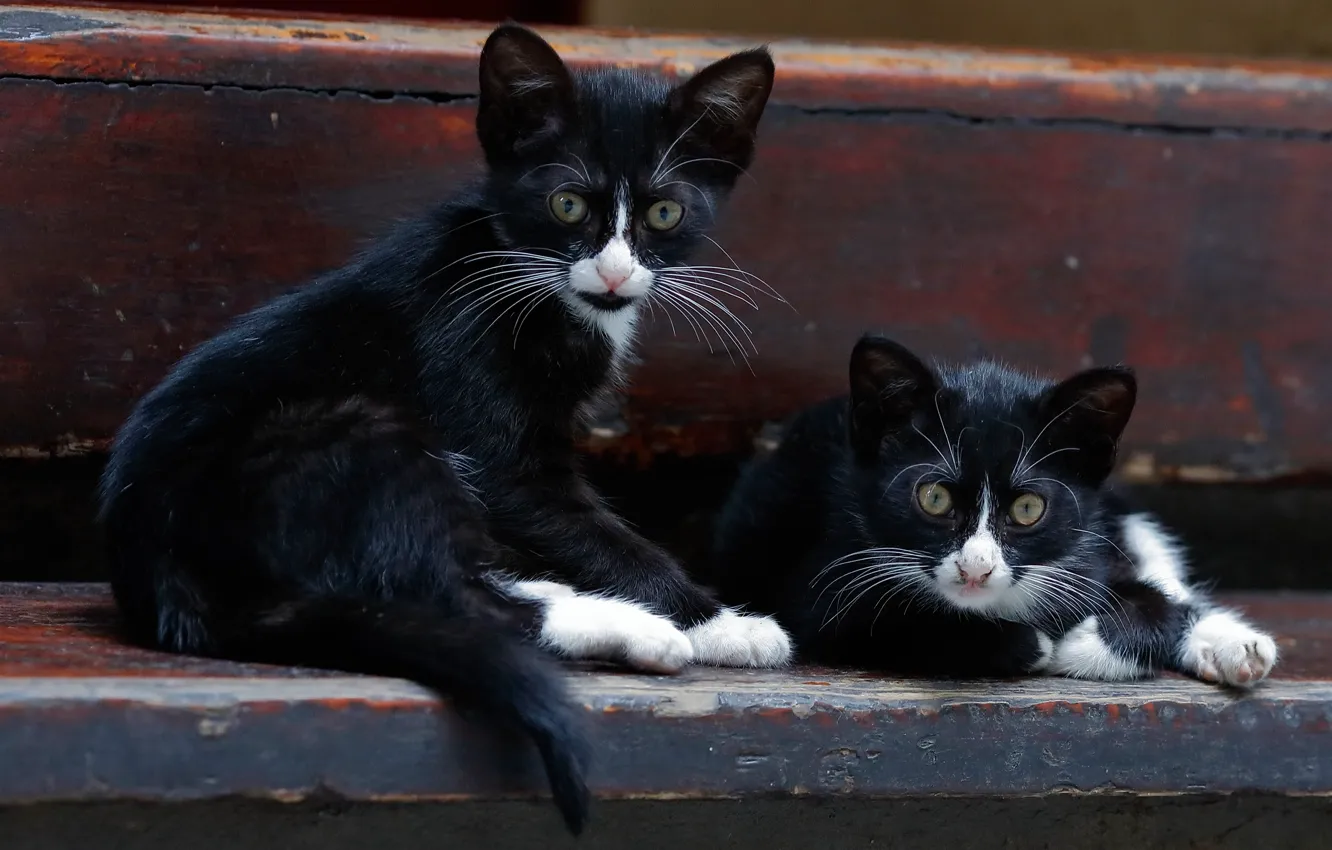 Фото обои котята, парочка, двойняшки