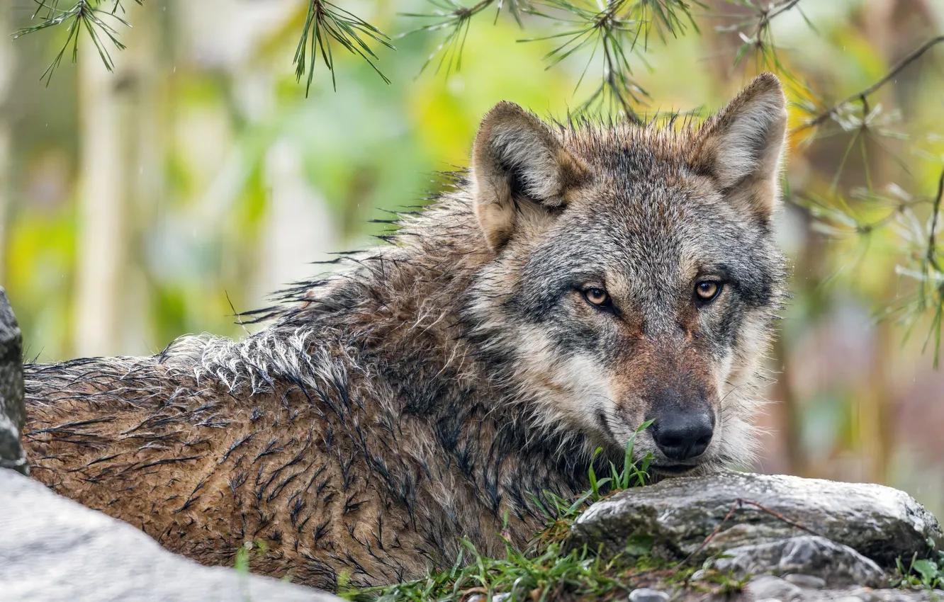 Фото обои nature, face, animal, wolf, wildlife, head, fur, mammal