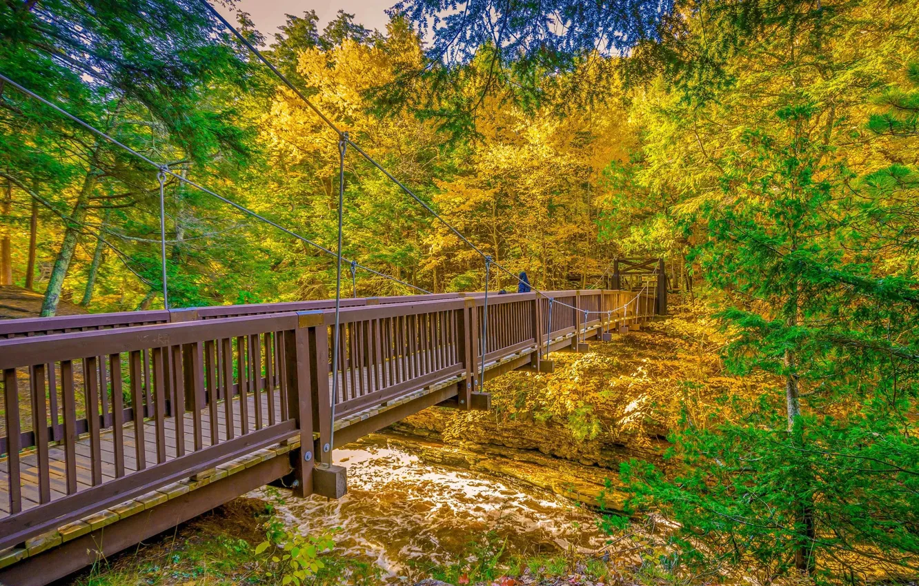 Фото обои Мост, Осень, Деревья