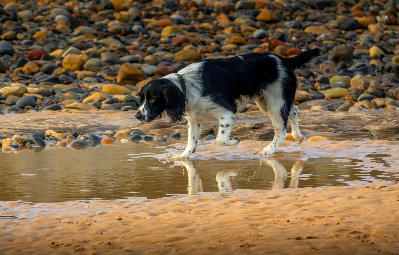 Фото обои песок, пляж, beach, dog, английский сеттер, english setter, охотничья собака, Ray Bilcliff
