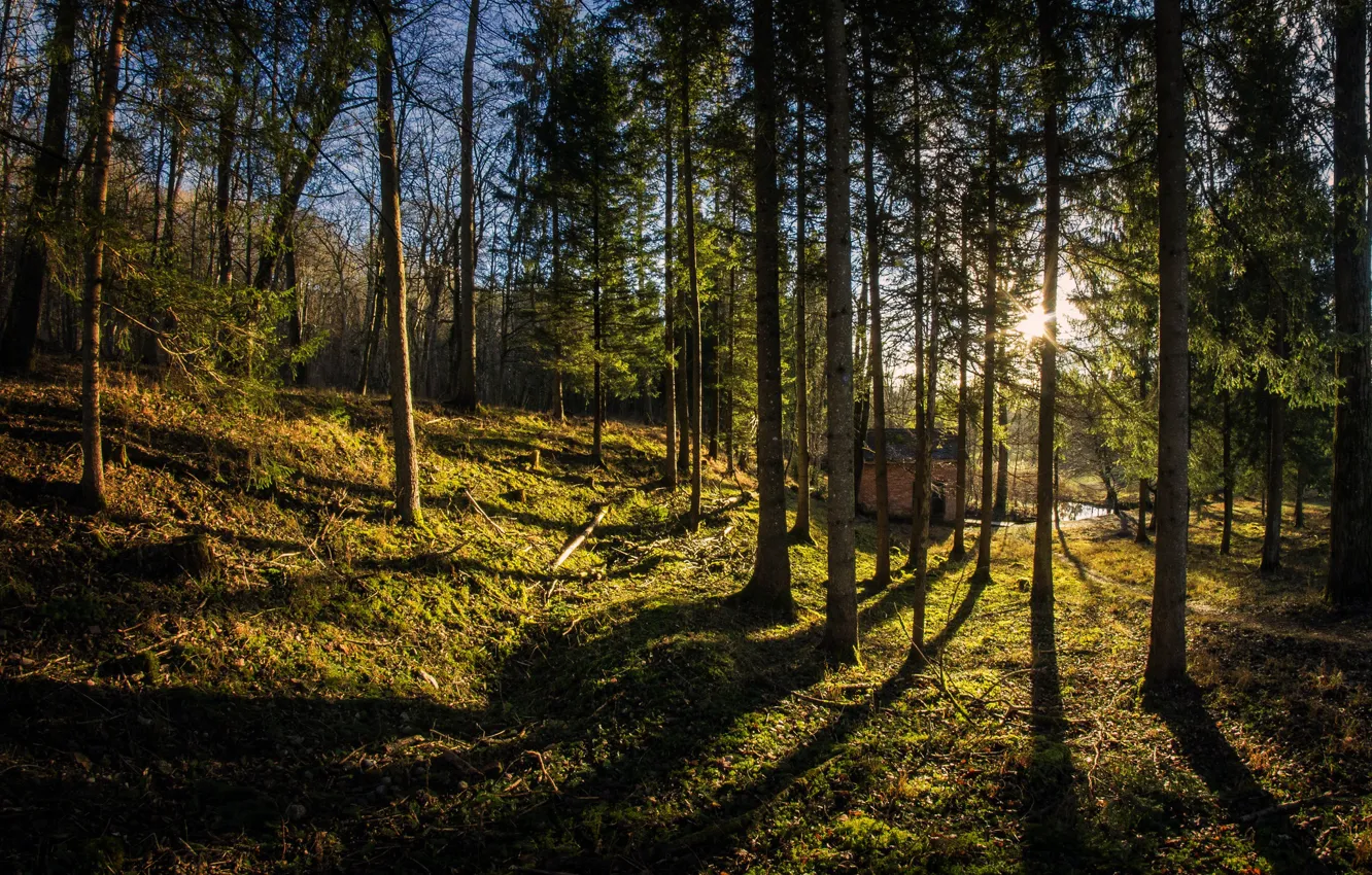 Фото обои Природа, Деревья, Солнечно