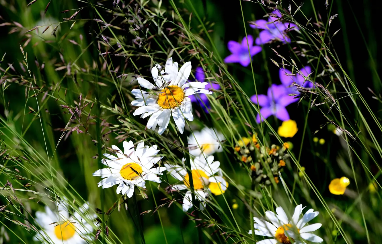 Фото обои лето, ромашка, полевые цветы, летнее настроение