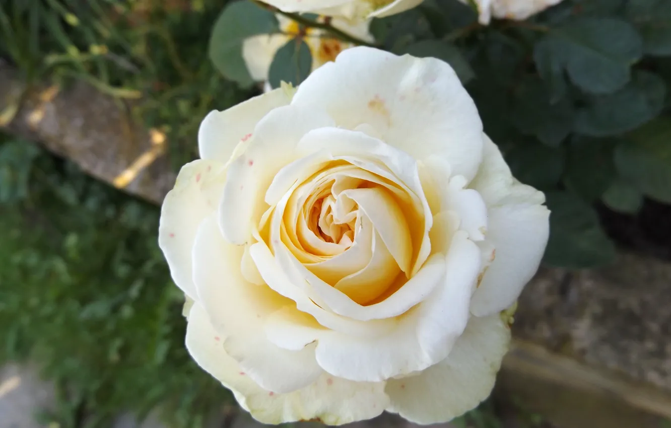 Фото обои цветы, природа, роза, белая роза