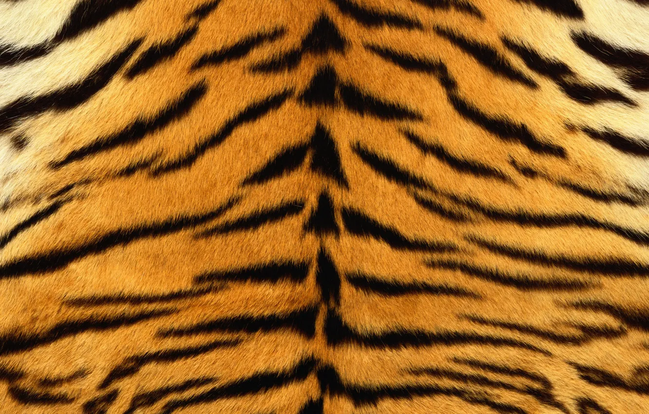 Фото обои полоски, тигр, шкура, мех, полосатый