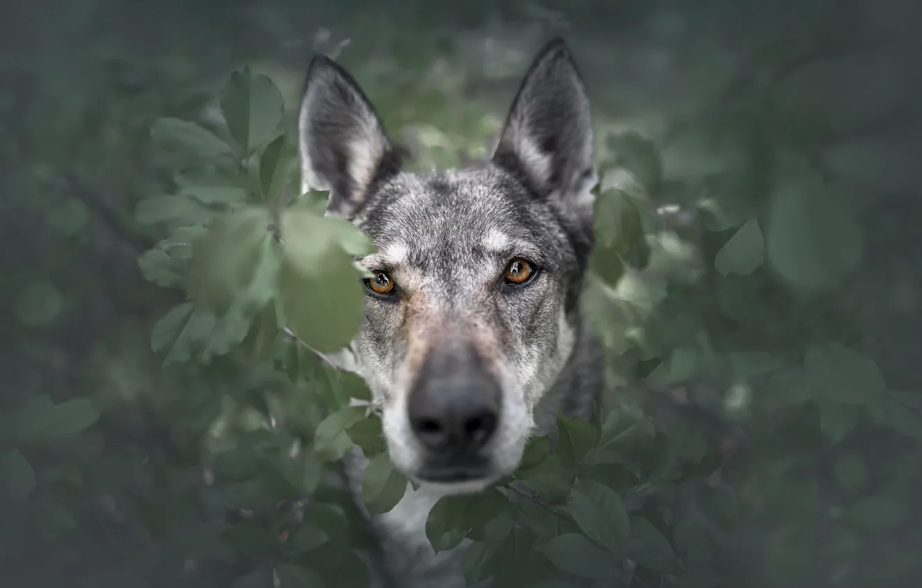 Фото обои взгляд, морда, листья, портрет, собака, волчья собака Сарлоса