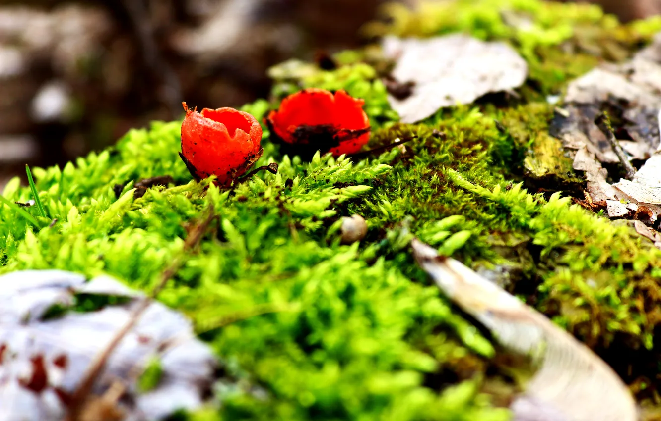 Фото обои зелень, грибы, мох, весна