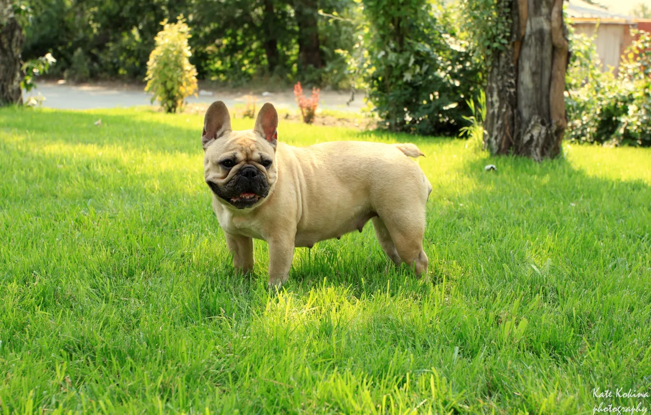 Фото обои трава, девочка, французский бульдог, French Bulldog