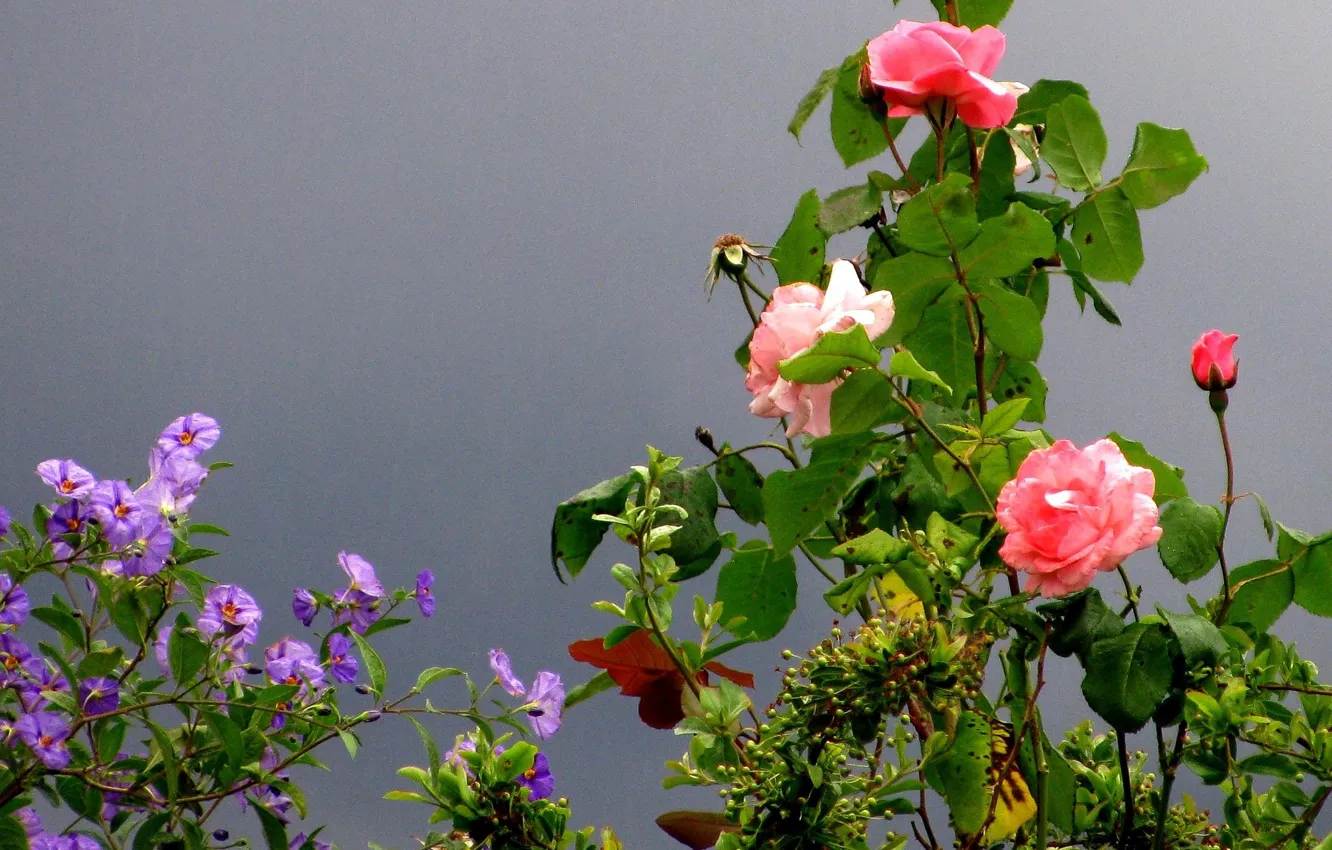 Фото обои парк, Франция, роза, сад, Кань-сюр-Мер