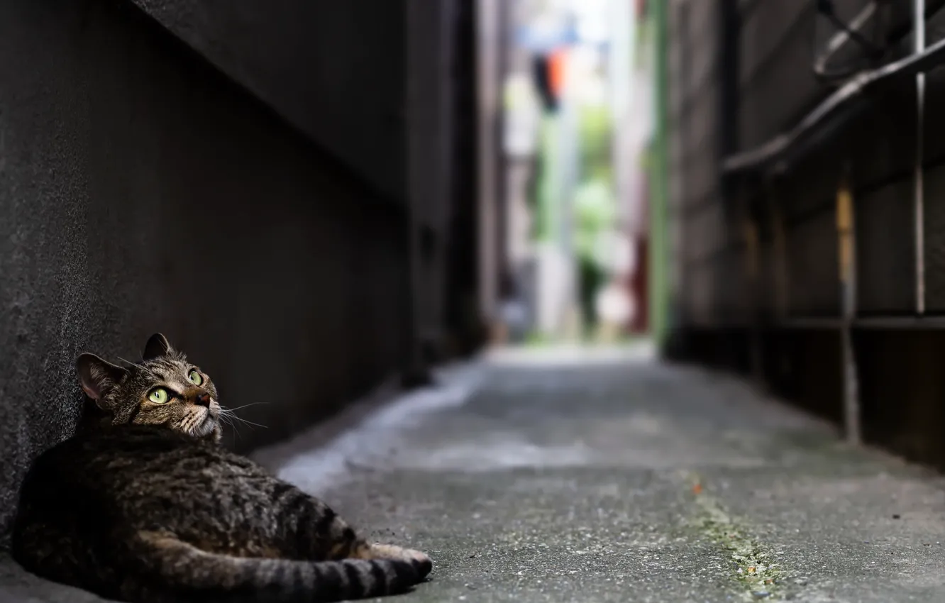 Фото обои кошка, город, улица