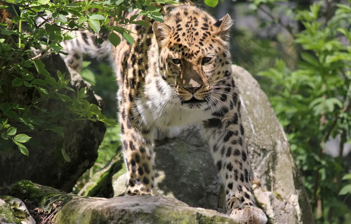 Фото обои усы, морда, камни, леопард, leopard, кустарник, дальневосточный, panthera pardus orientalis