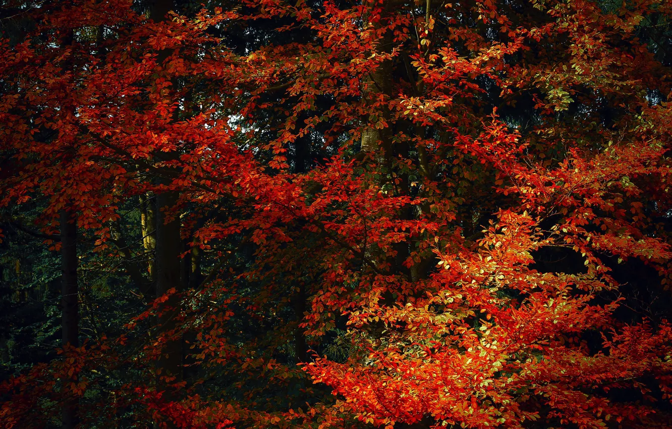 Фото обои осень, лес, деревья, ветки, природа, парк, заросли, ветви
