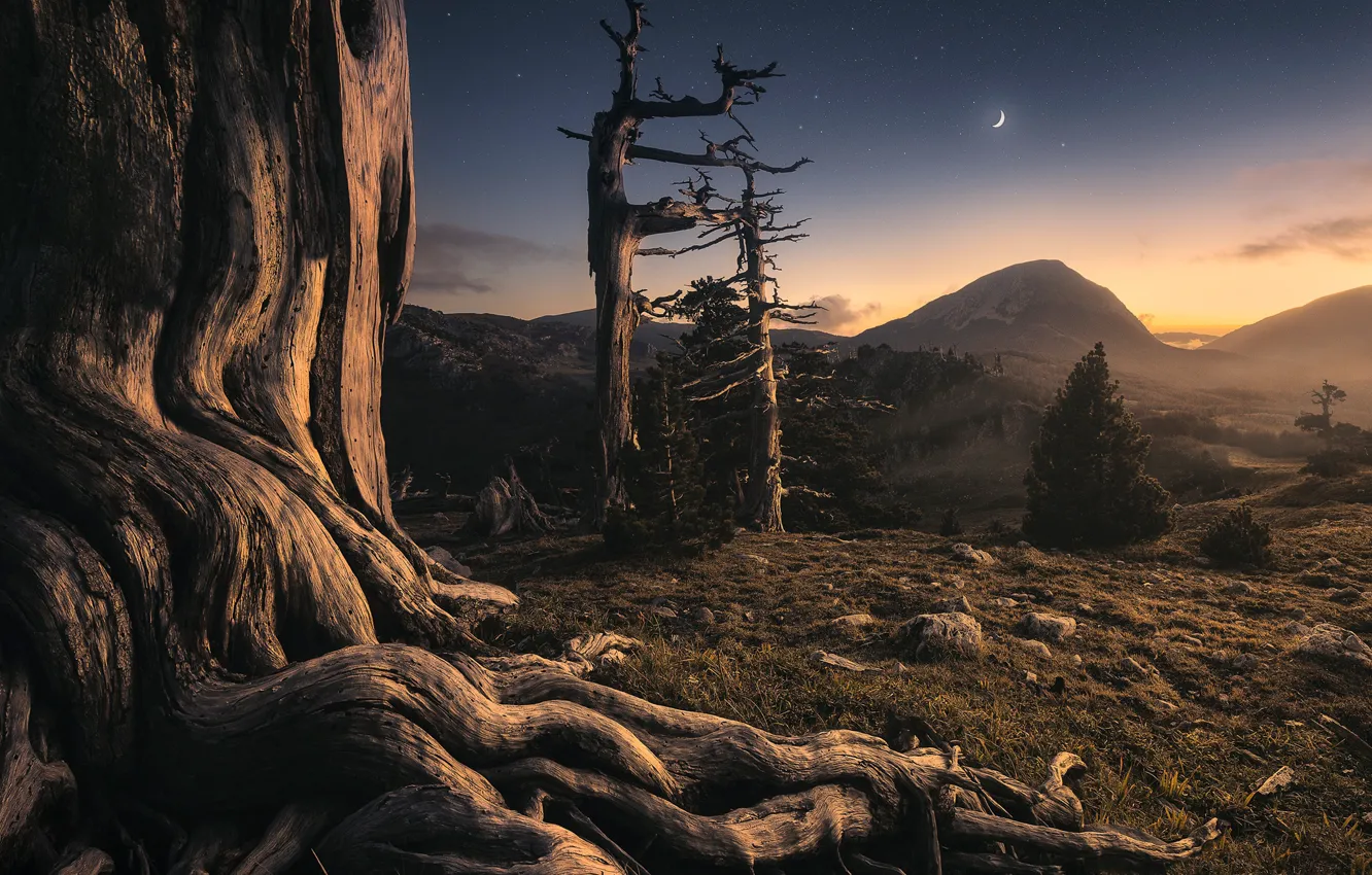 Фото обои деревья, горы, ночь, Луна, moon, trees, night, mountains