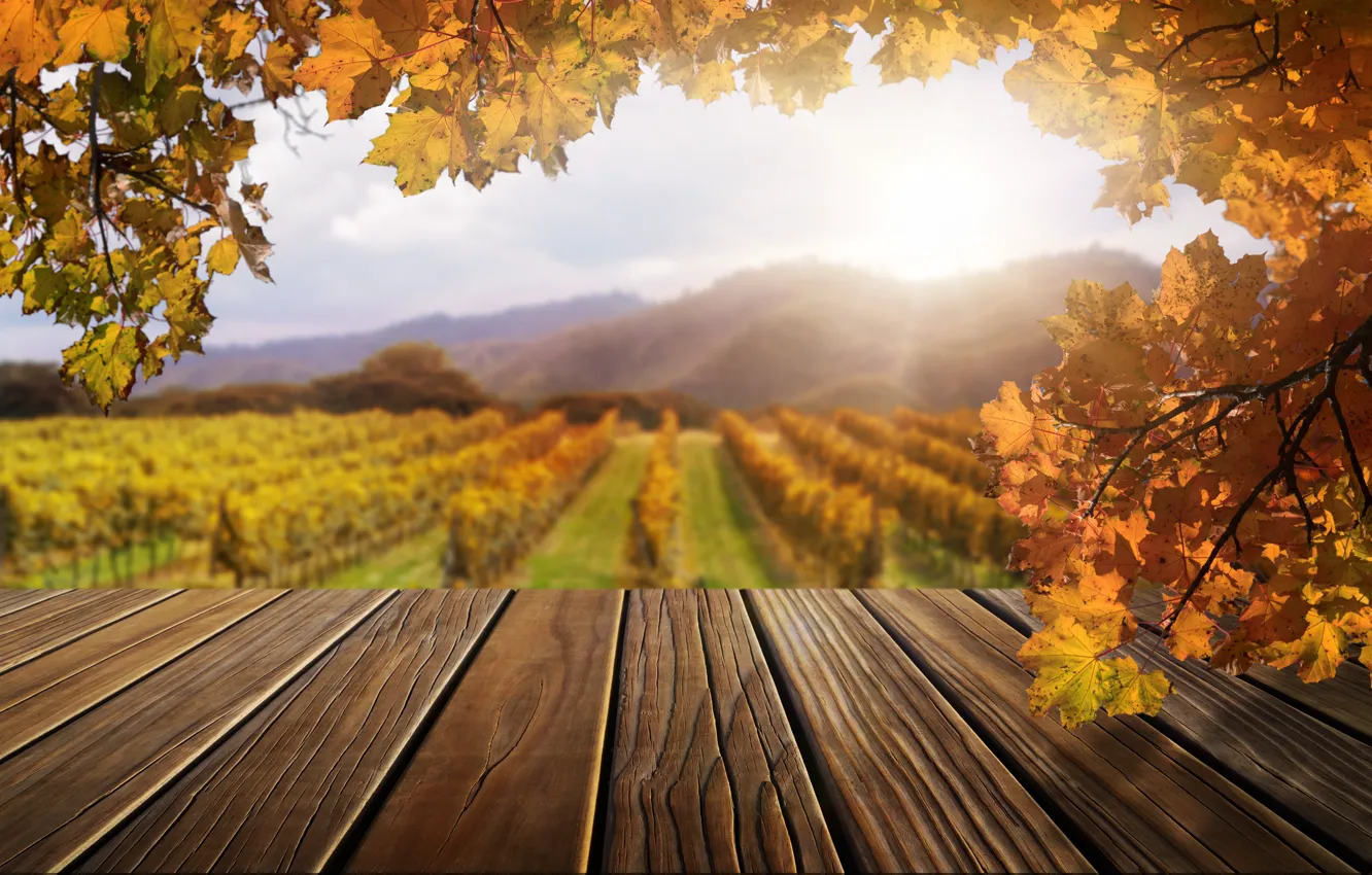 Фото обои осень, листья, деревья, парк, forest, nature, wood, park