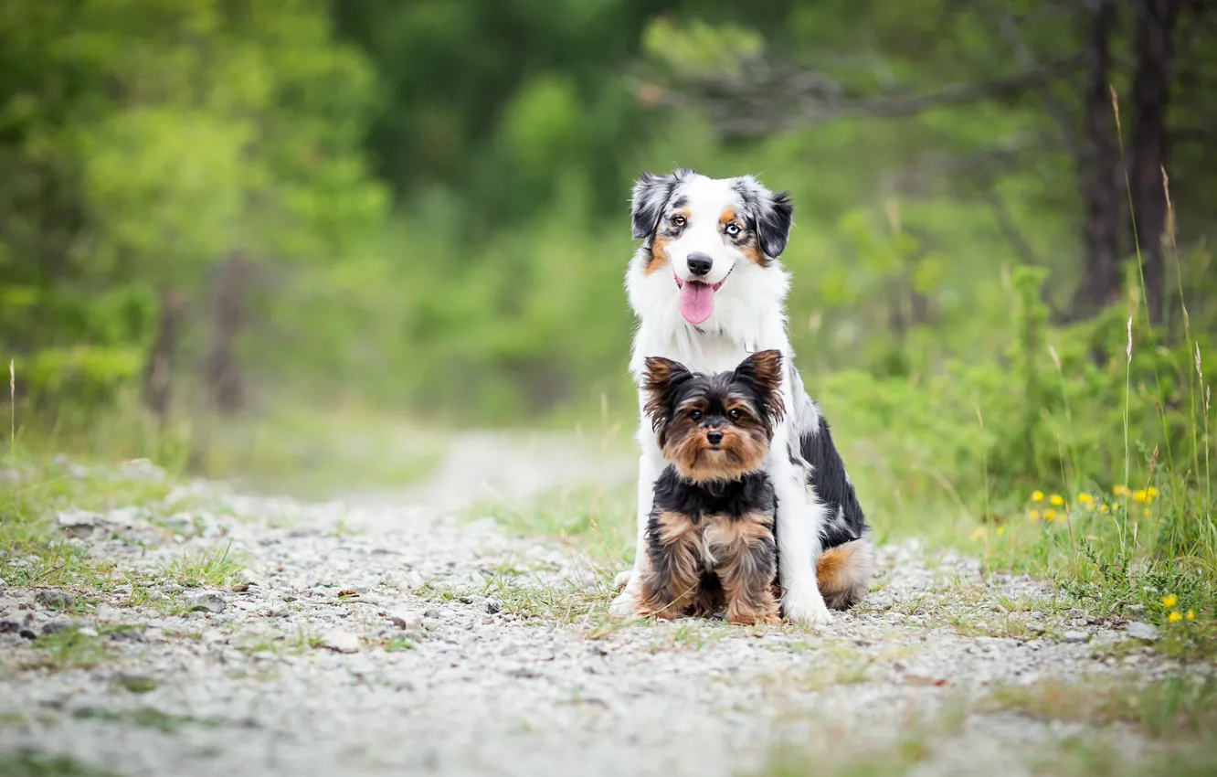 Фото обои собаки, лето, поза, две, дуэт, друзья
