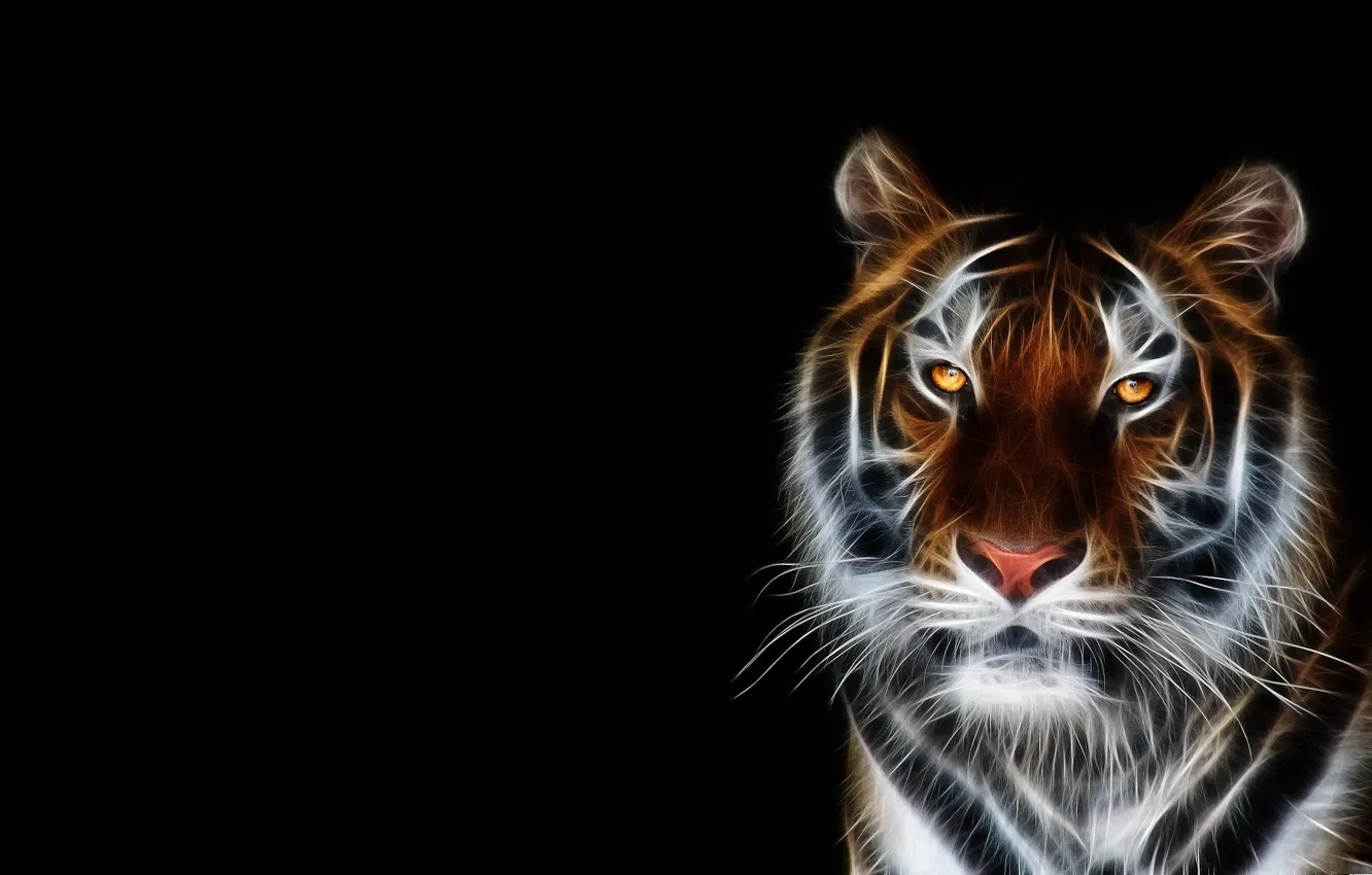 Фото обои морда, тигр, обои, черный фон