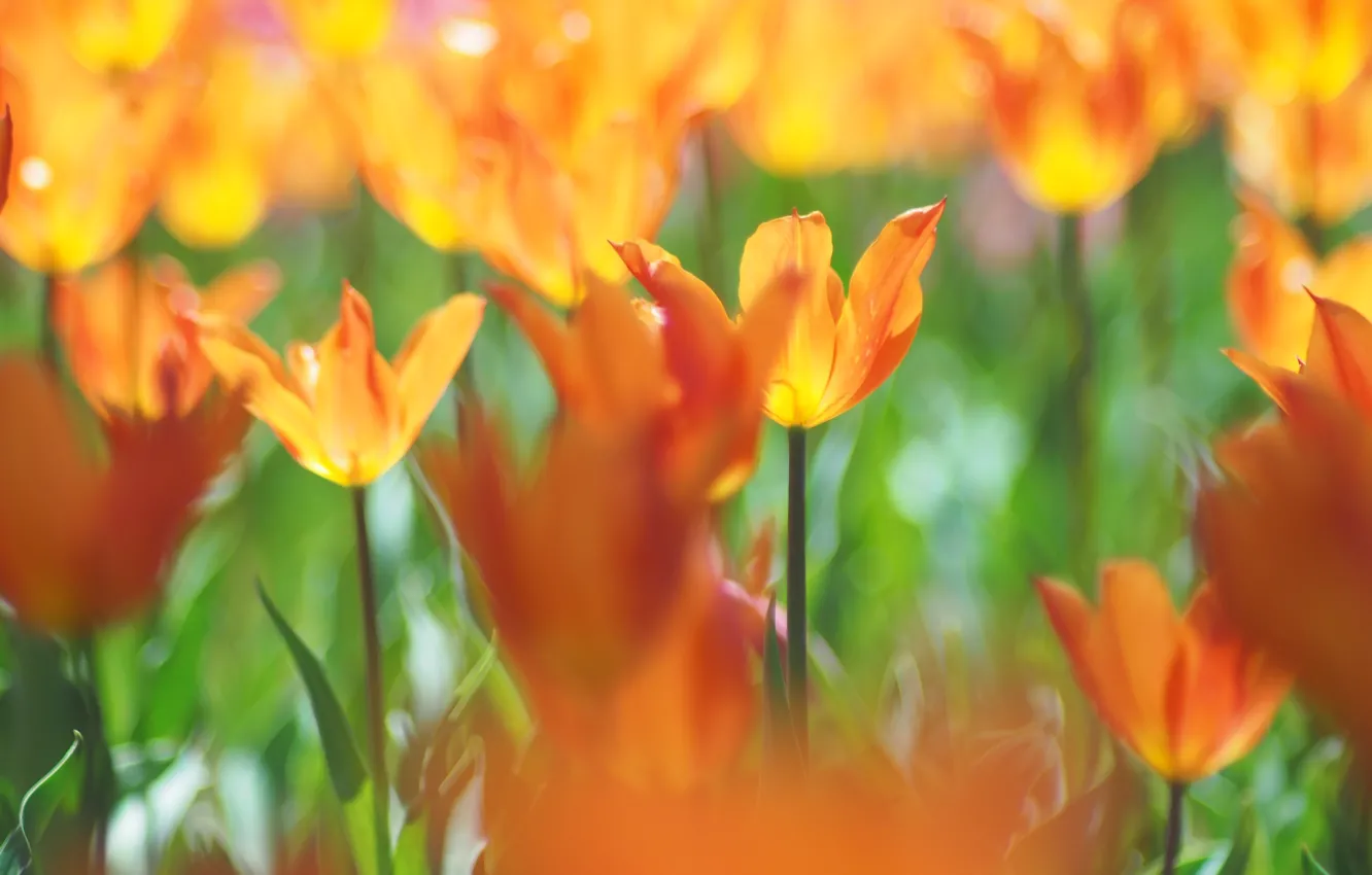 Фото обои свет, цветы, размытие, весна, тюльпаны, оранжевые, клумба, боке