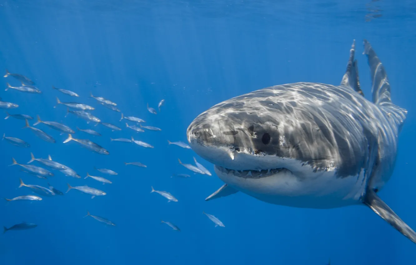 Фото обои море, рыбы, акула, красава, Белая акула