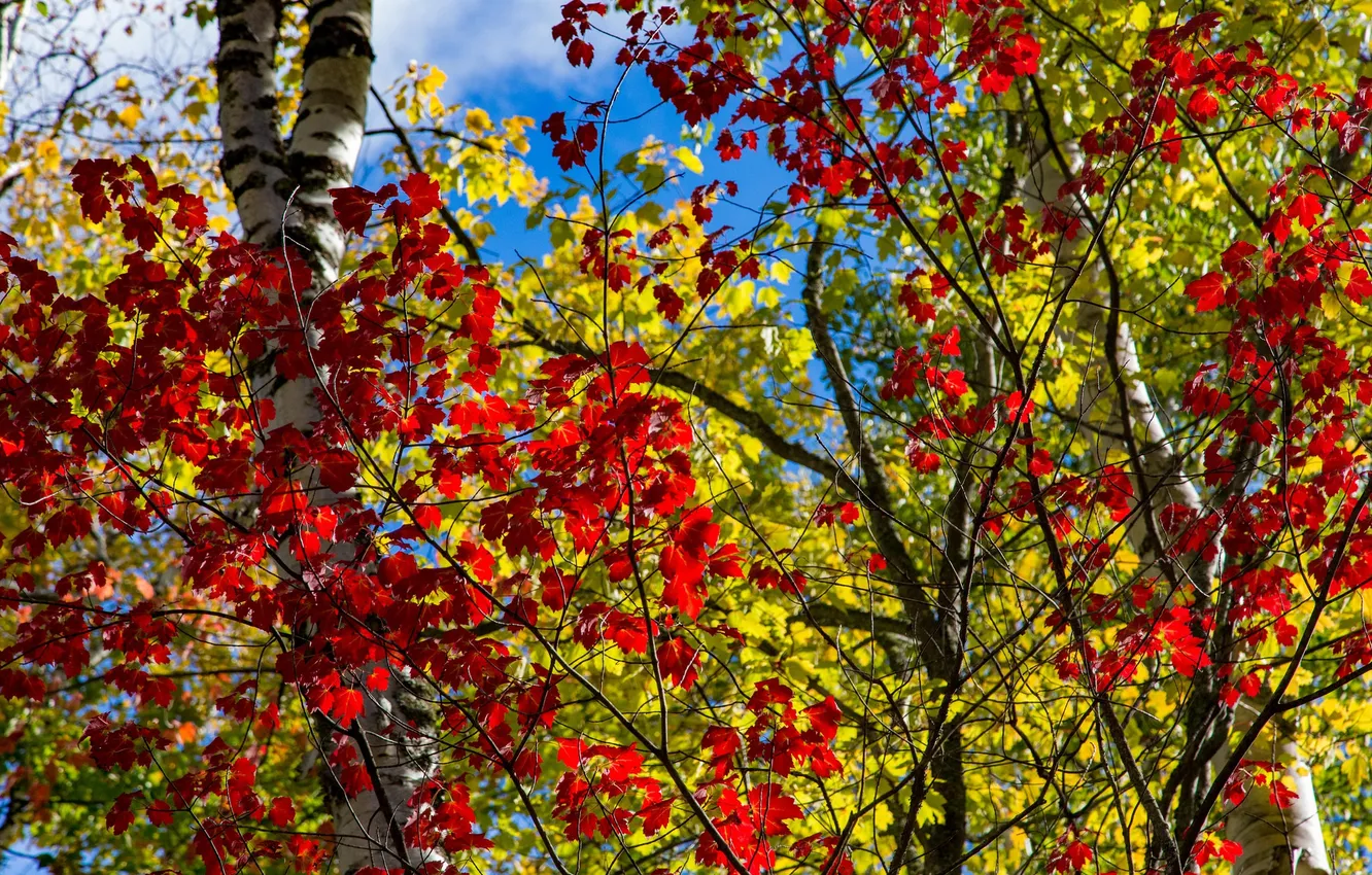 Фото обои осень, лес, небо, листья, деревья, Мичиган, США, багрянец