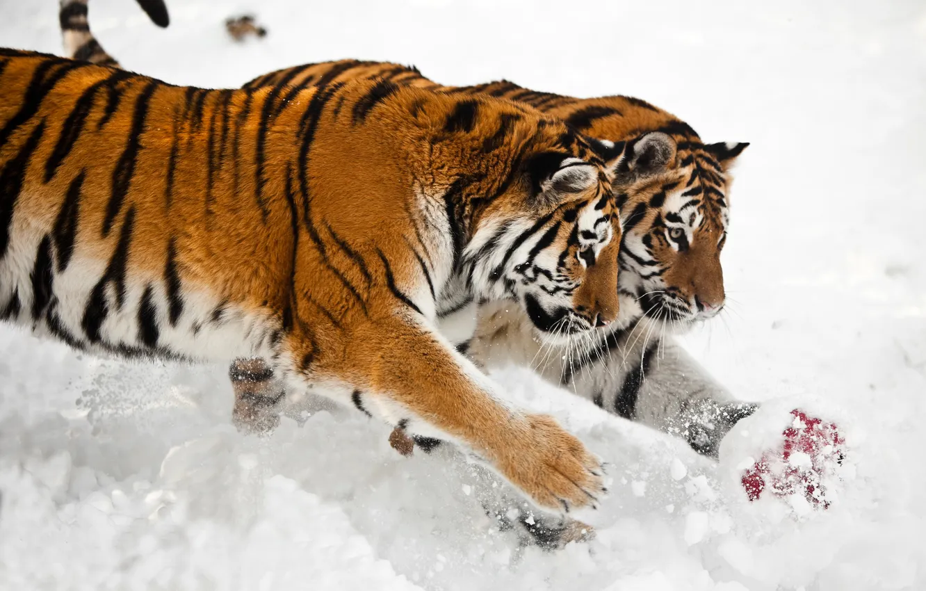 Фото обои снег, кошки, тигр, игра, мяч, пара, амурский
