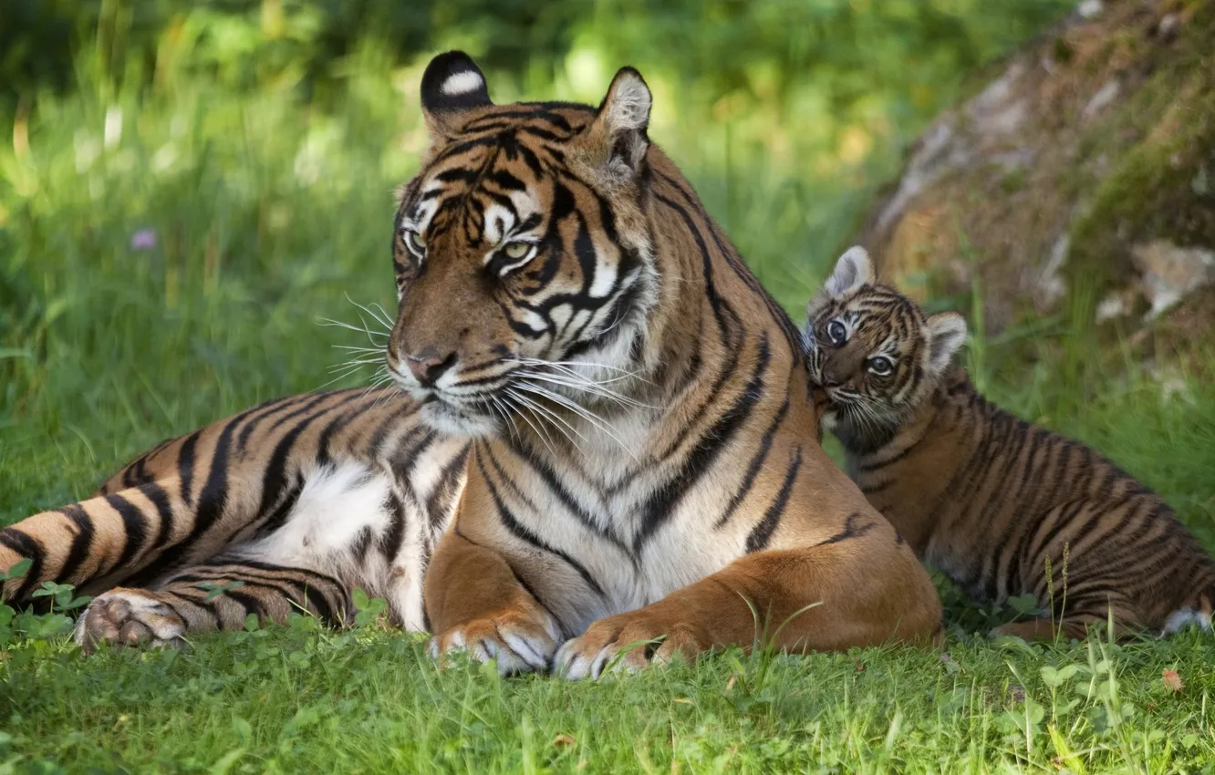 Фото обои трава, кошки, малыш, семья, тигры, тигренок