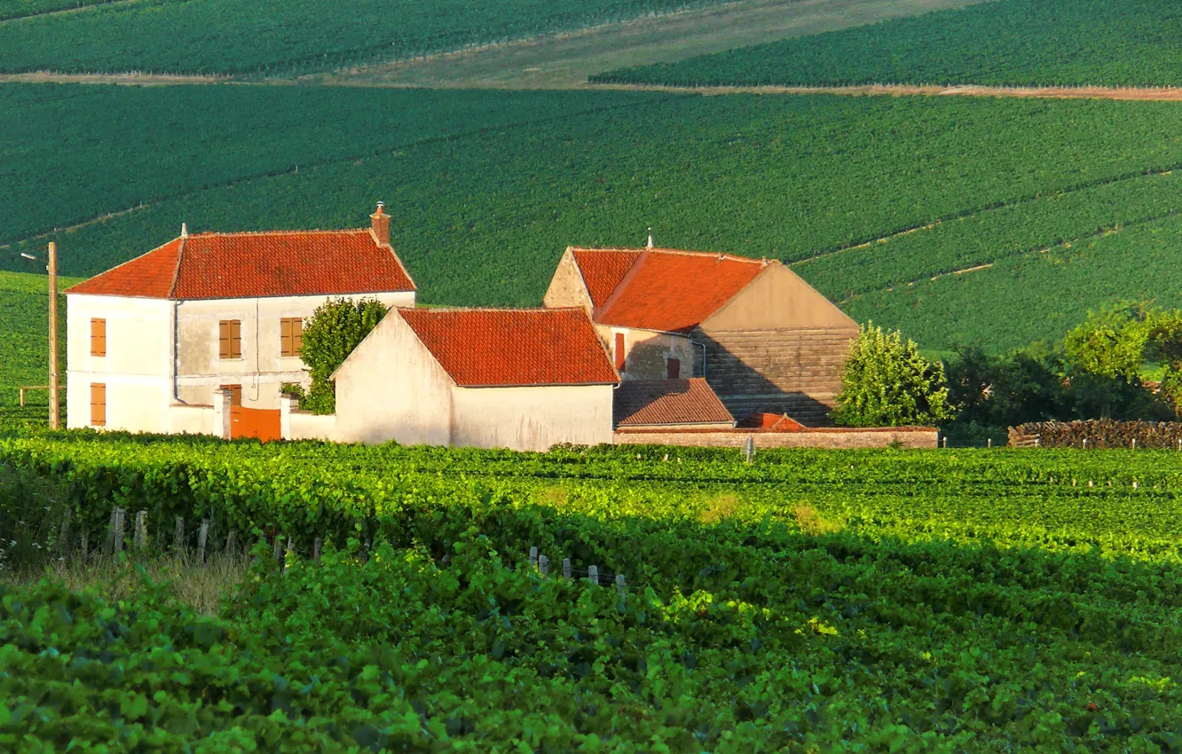 Фото обои wine, France, vineyard, white wine, Burgundy, vitis vinifera, AOC, chardonnay