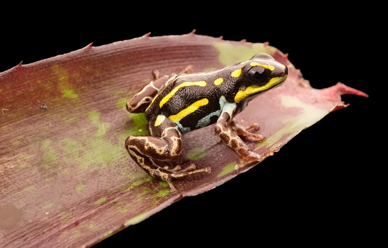 Фото обои frog, reptile, dark frog