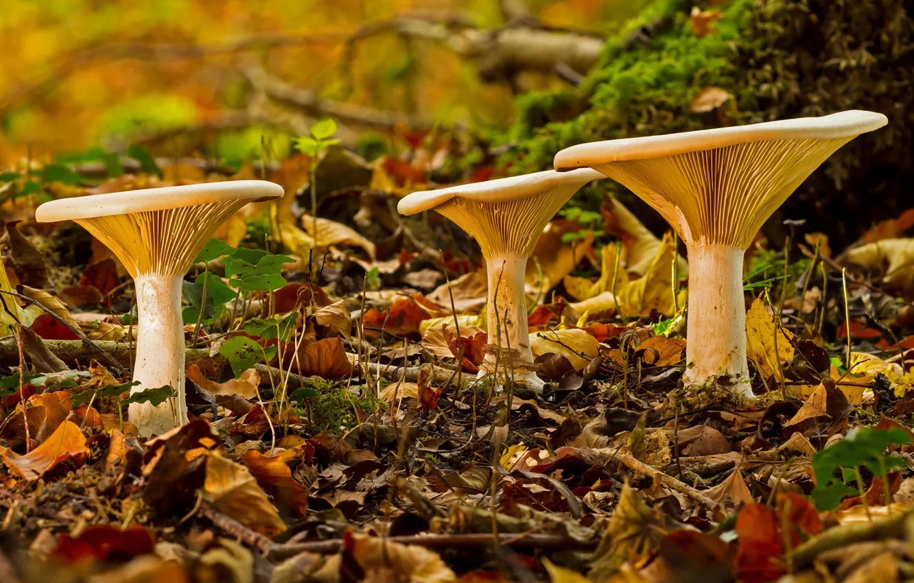 Фото обои осень, лес, листва, грибы