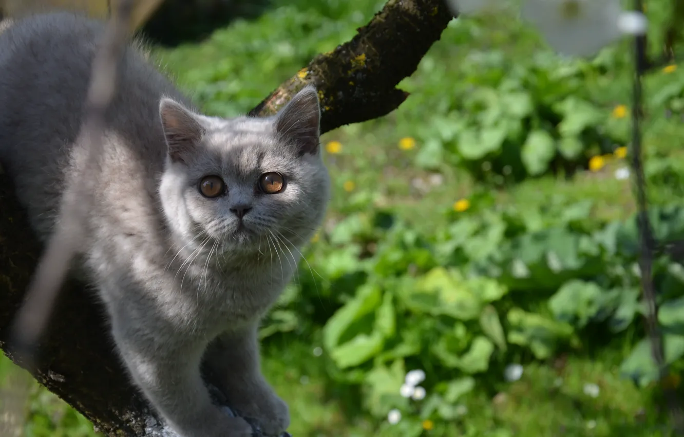 Фото обои дерево, Кот, любопытство, кот на дереве, скоттиш-страйд