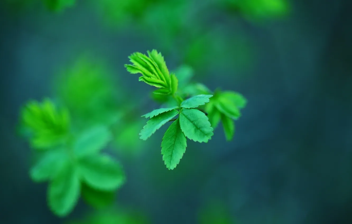 Фото обои зелень, листья, green, растение, plant