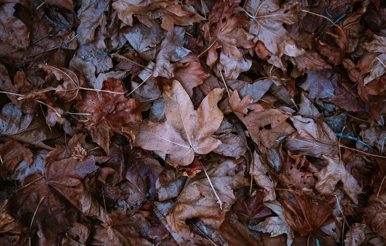 Фото обои осень, листья, опавшие