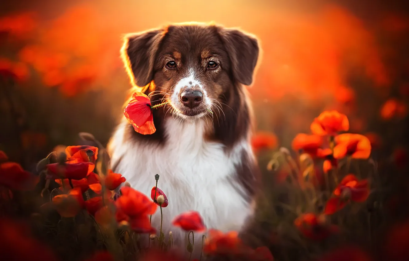 Фото обои взгляд, морда, цветы, маки, собака, боке