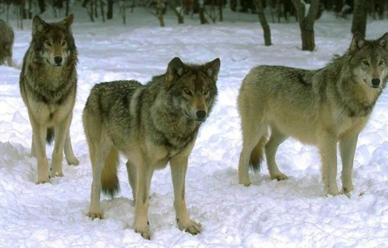 Фото обои animals, nature, snow, grey wolf, Wolf Pack Waiting On The Hunt