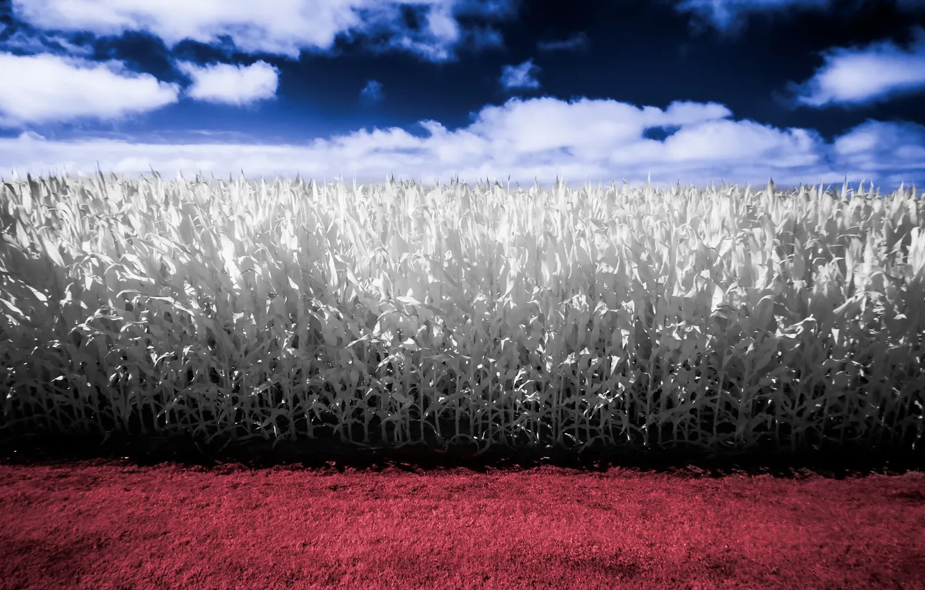 Фото обои поле, небо, пейзаж, цвет, кукуруза