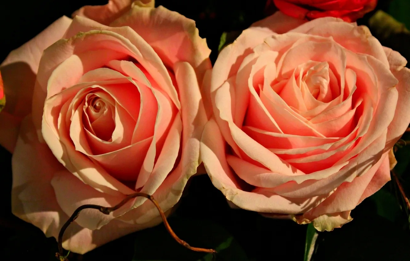 Фото обои макро, розы, дуэт, бутоны