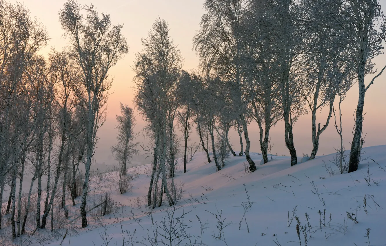 Фото обои снег, природа, берёзы