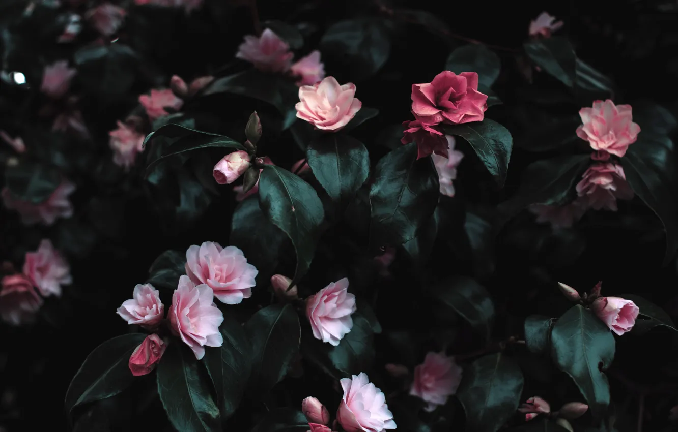 Фото обои Цветы, Растение, Лепестки, Растения, Flowers, Pink Flowers, by Lisa Fotios