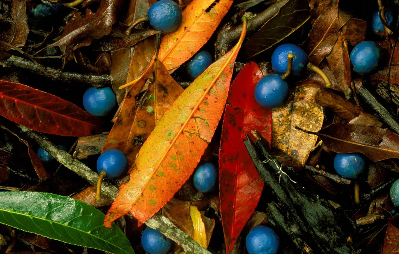 Фото обои листья, ягоды, голубой квандонг, голубое мраморное дерево, элеокарпус узколистный, голубая фига
