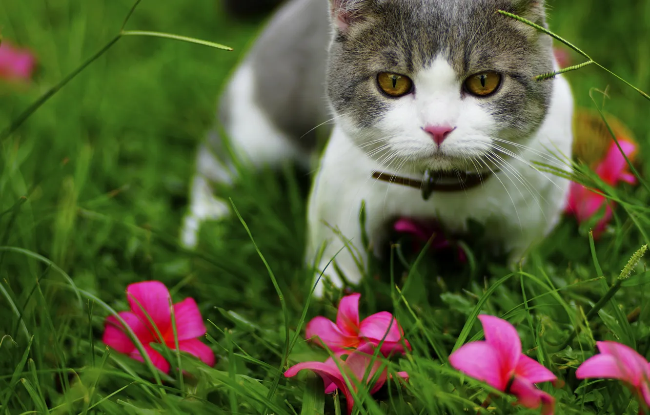 Фото обои кошка, трава, кот, цветы, природа, котенок, серый, поляна