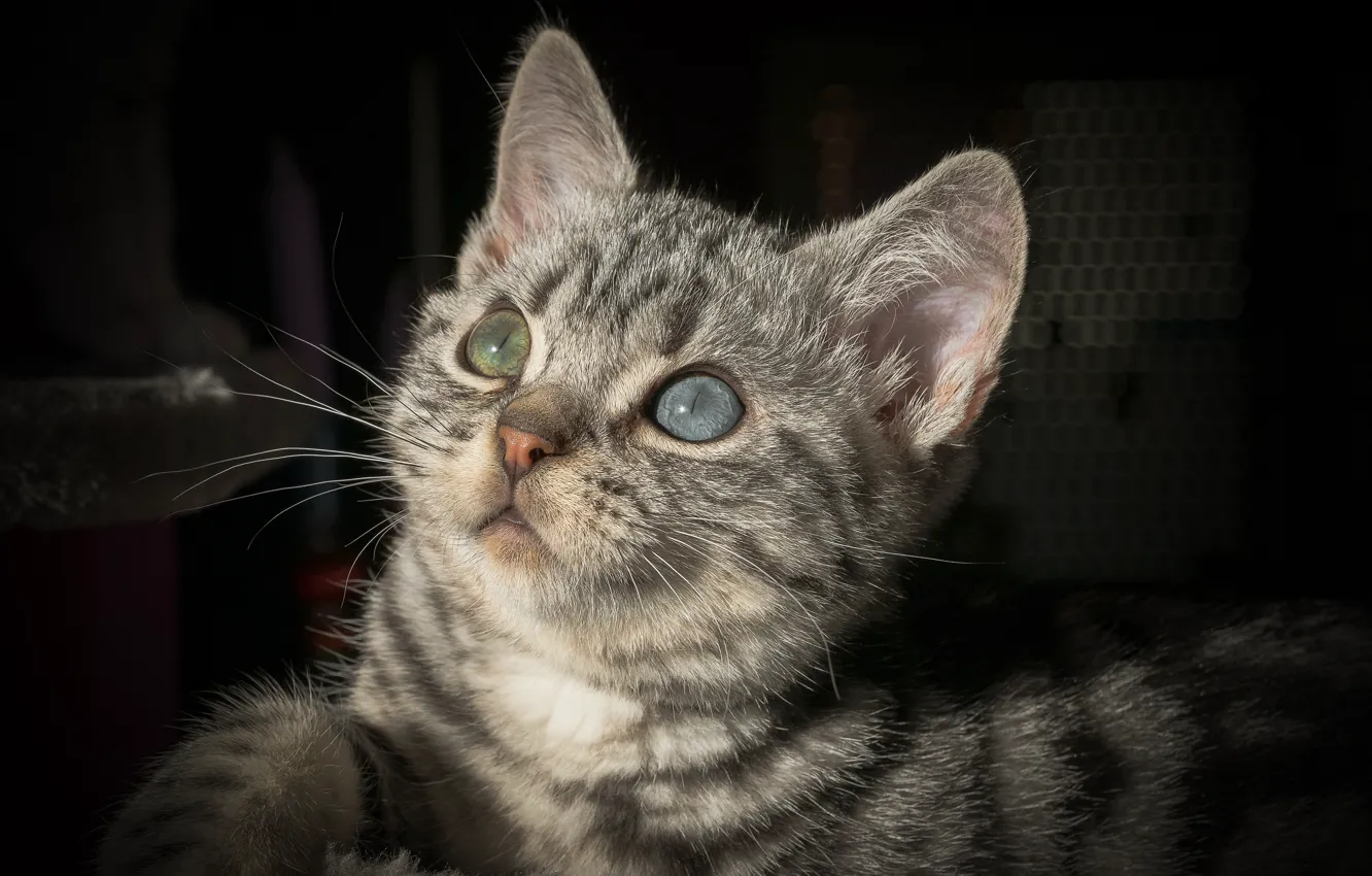 Фото обои Взгляд, Кошка, Усы, Кот, Глаза, Темный фон, Уши, Британская короткошёрстная