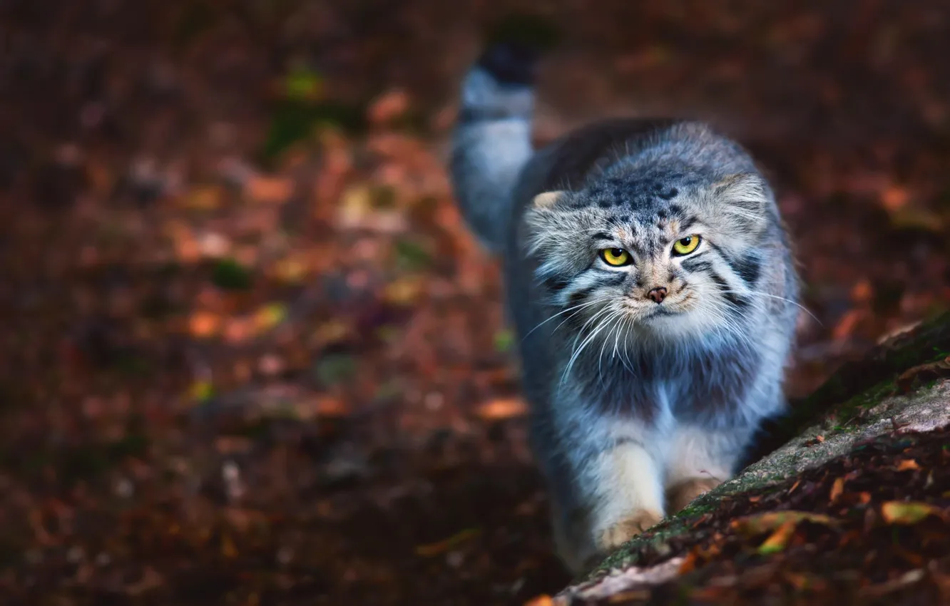 Фото обои кот, пушистый, прогулка, Манул, котэ, Pallas Cat, Барсик, Otocolobus manul