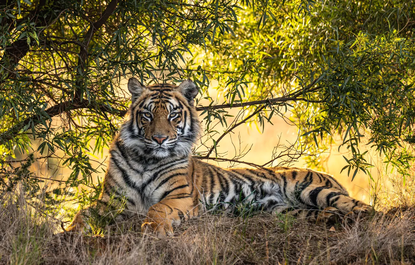 Фото обои nature, tiger, tree, look, rest