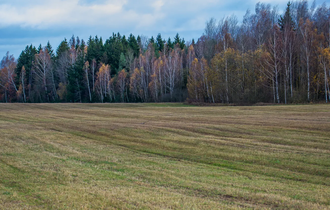 Фото обои поле, осень, лес, пейзаж, природа